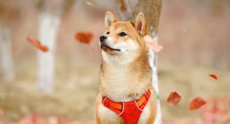 Vision log 1339 - New BTC predictions - weakness in the market, the great short, BTC Oct 2025 prediction, epic, BTC advanced warnings, Shiba EOY predictions, famine - no timeline yet